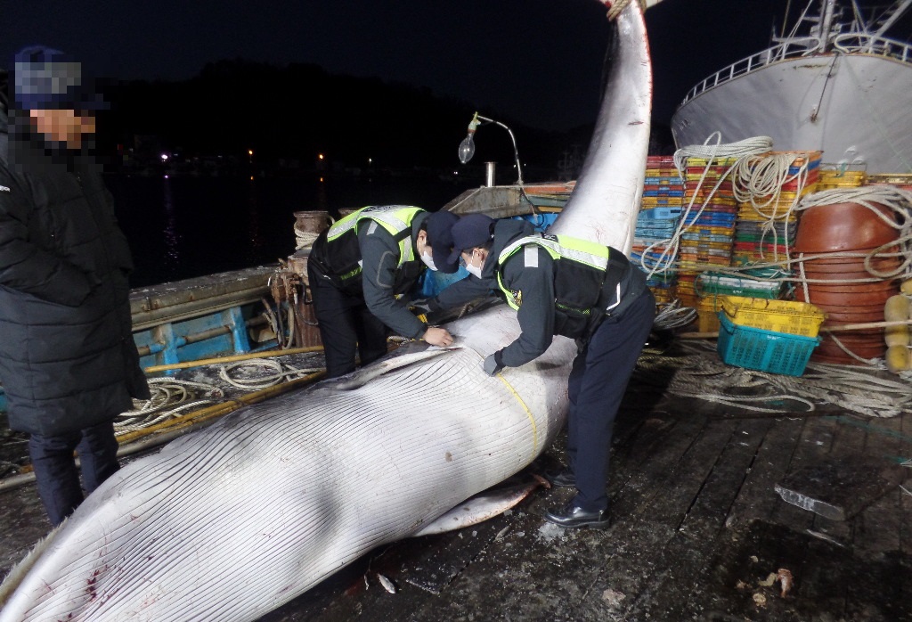 울진해양경찰서 경찰관이 혼획된 밍크고래 둘레를 측정하고 있다