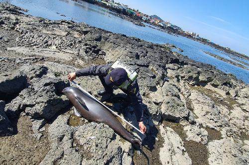 200316-조천 해안에서 해양보호생물종 상괭이 사체 발견 사진2