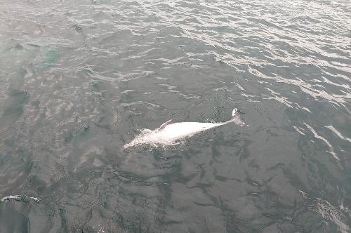 200728-제주해경, 남방큰돌고래 사체 발견 사진3