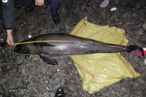 201126-제주해경, 애월에서 해양보호생물종 상괭이 사체 발견 사진2