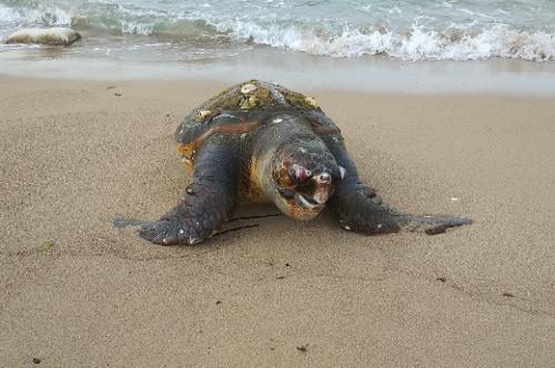 [200705]포항해경  영일만 인근 해변 붉은바다거북 사체 발견 사진2