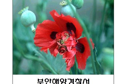 부안해경, 해양 마약류 뿌리 뽑는다, 7월까지 집중 단속