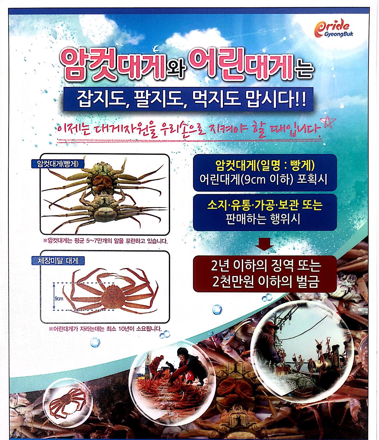 이제는 대게자원을 우리손으로 지켜야 할 때입니다.