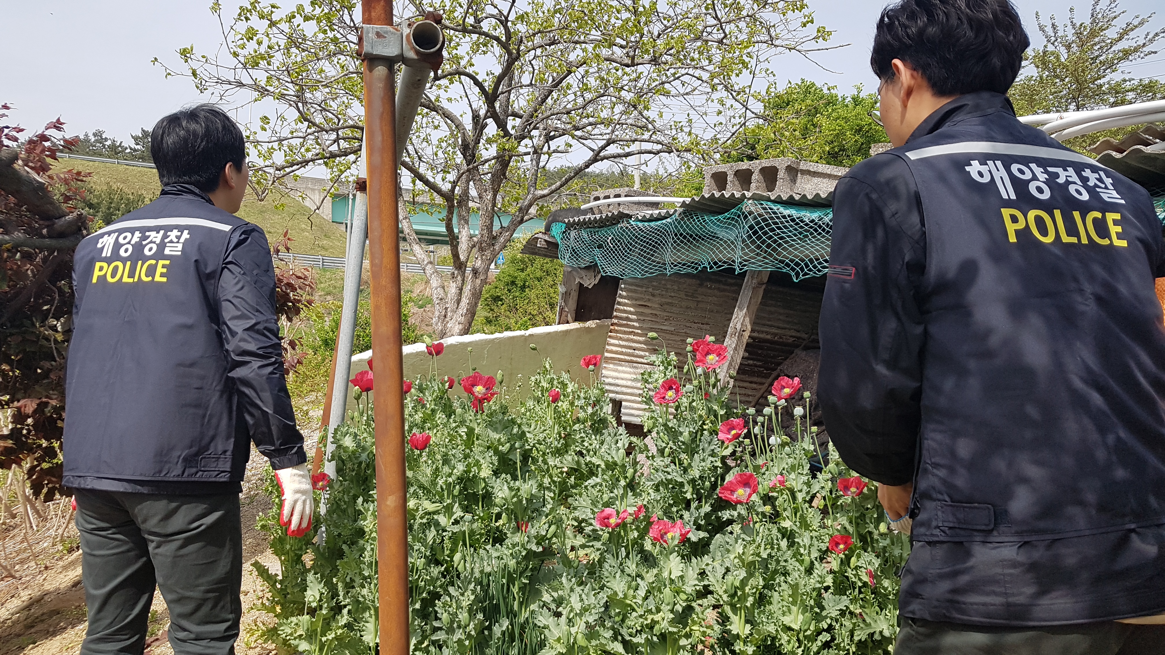 울진해경 양귀비 306주 밀경작 사범 검거