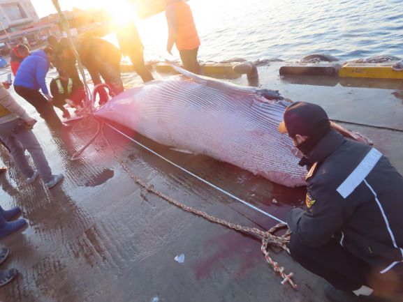 울진 죽변 밍크고래 혼획 조사