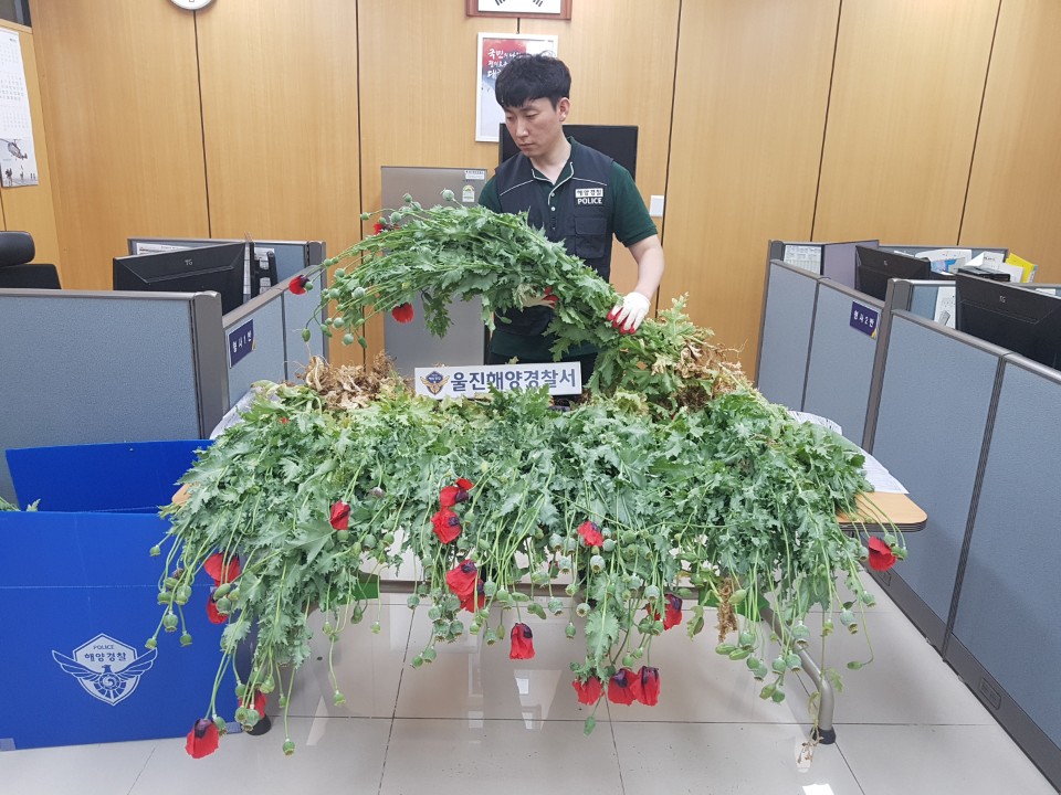 울진해양경찰서 경찰관이 양귀비 압수 후 확인하고 있다.