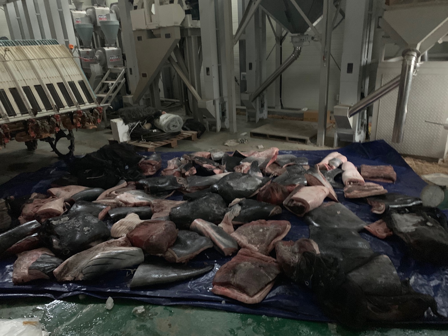 불법포획 후 해체된 고래고기 사진 1