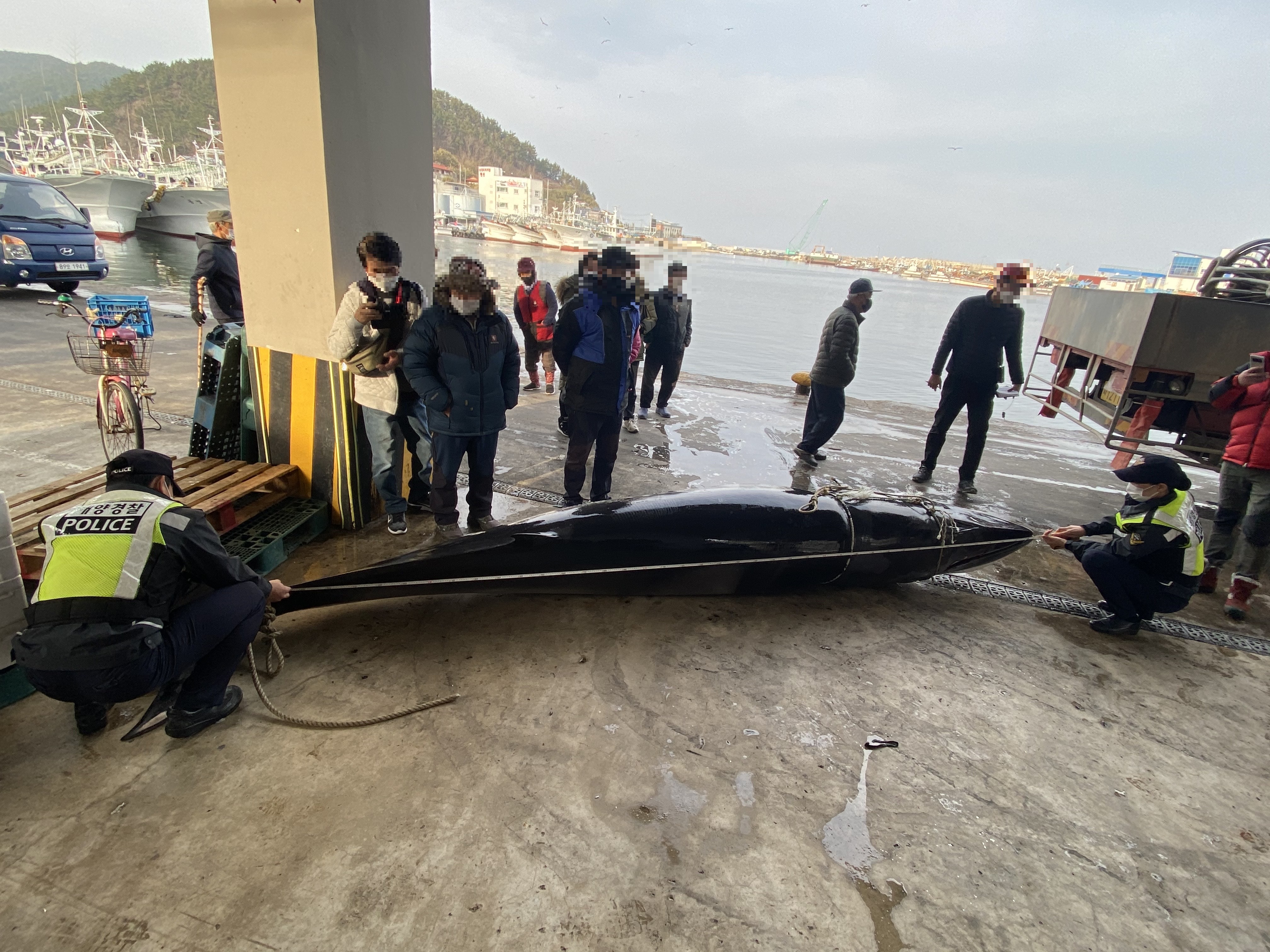 울진해경이 밍크고래의 둘레를 측정하고 있다