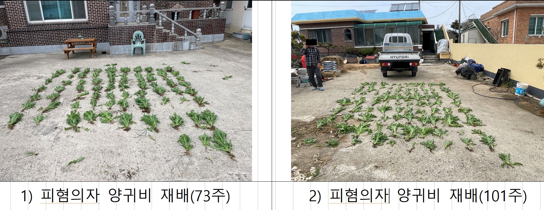해양경찰청, 마약 원료 대마·양귀비 밀경사범 뿌리 뽑는다 해양경찰청, 마약 원료 대마·양귀비 밀경사범 뿌리 뽑는다