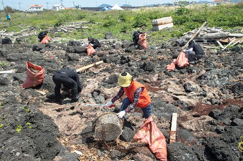 (250605) 바다의날 기념 민관합동 해양쓰레기 정화활동 조천 정화활동 사진15