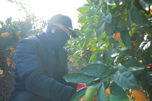 (251210) 농번기 농촌이론돕기 봉사활동 3