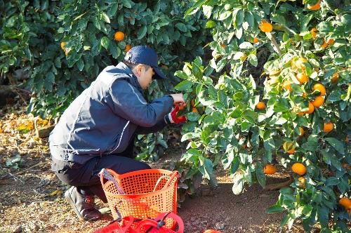 (251210) 농번기 농촌이론돕기 봉사활동 2