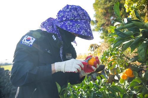 (251210) 농번기 농촌이론돕기 봉사활동 16