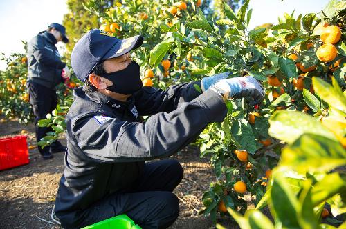 (251210) 농번기 농촌이론돕기 봉사활동 12