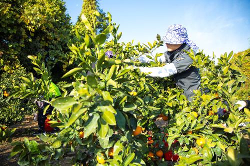 (251210) 농번기 농촌이론돕기 봉사활동 11