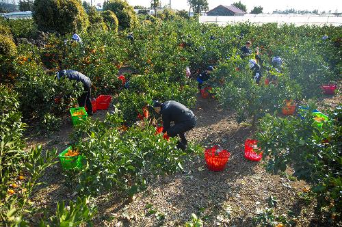 (251210) 농번기 농촌이론돕기 봉사활동 15