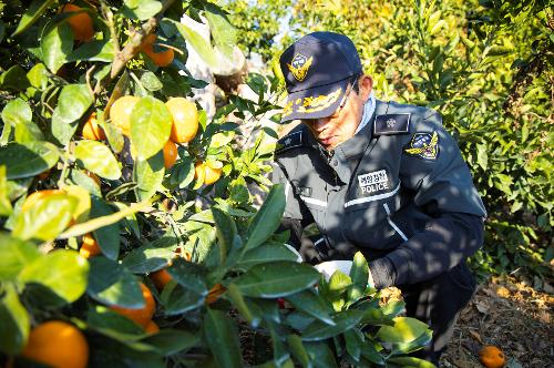 (251210) 농번기 농촌이론돕기 봉사활동 5