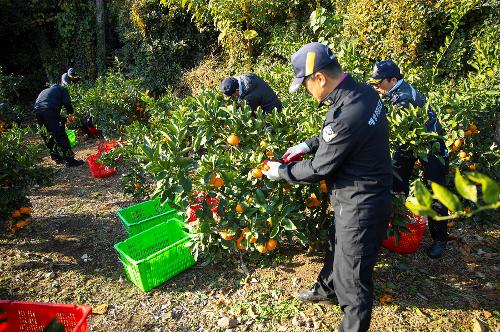 (251210) 농번기 농촌이론돕기 봉사활동 4