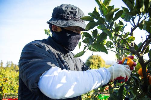 (251210) 농번기 농촌이론돕기 봉사활동 17