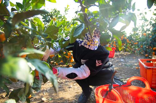 (251210) 농번기 농촌이론돕기 봉사활동 6