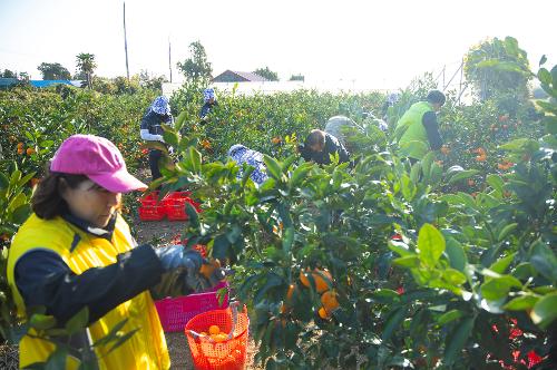 (251210) 농번기 농촌이론돕기 봉사활동 7