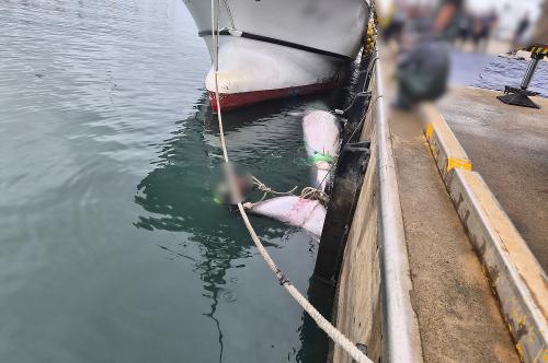251016-한림 북서쪽 35km 해상 조업 중 10m급 대형 고래 발견 5