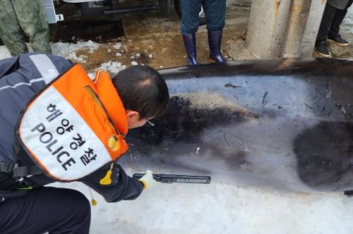 (230206)사천해경_ 욕지도 인근 해상 밍크고래 혼획 사진2