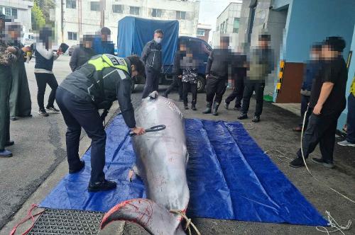 (230406) 사천해경, 남해군 남면 하서 인근 해상 밍크고래 혼획 사진1